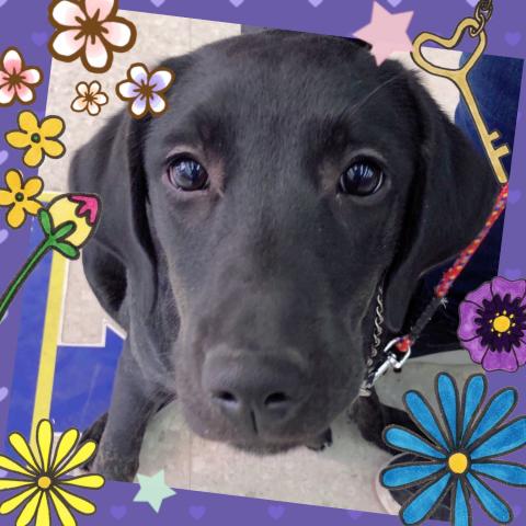 ラブラドールレトリーバー