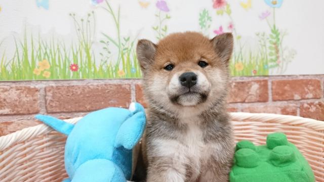 柴犬