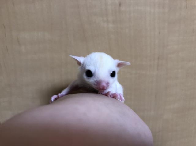 フクロモモンガ リューシ