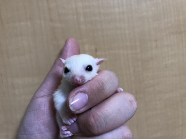 フクロモモンガ リューシ