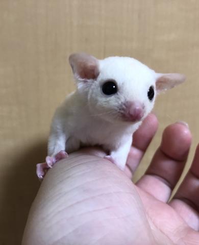 フクロモモンガ リューシ