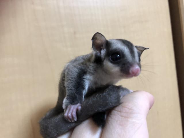 フクロモモンガ クラシック