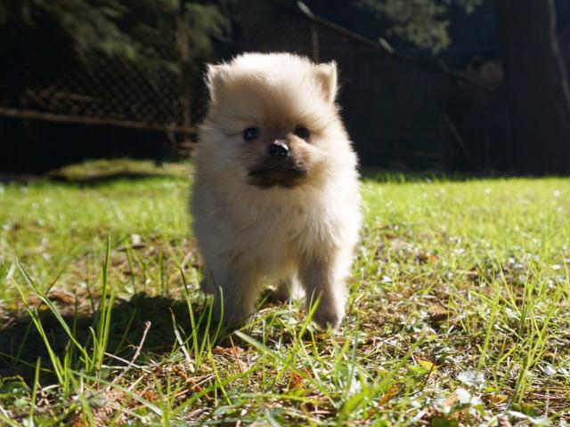 ポメラニアン
