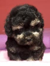 トイプードル⭐️タイニーサイズ⭐️わんにゃんフェア価格180,000円‼️❤️