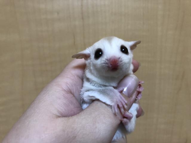 フクロモモンガ クリミノ