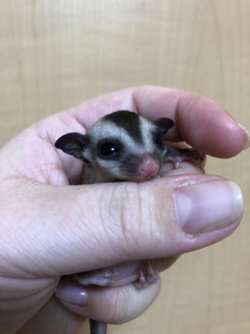 フクロモモンガ クラシック