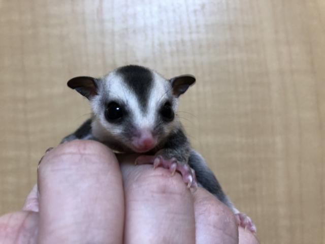 フクロモモンガ ホワイトフェイス