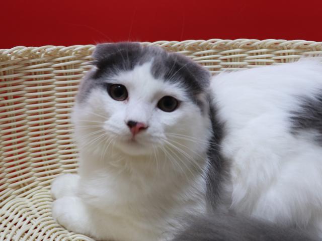 スコティッシュフォールド