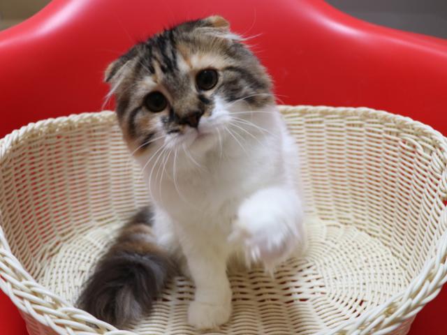 スコティッシュフォールド