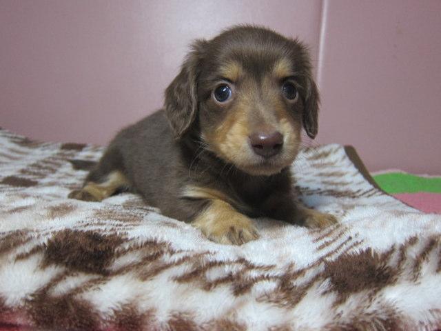 ミニチュアダックスフンド