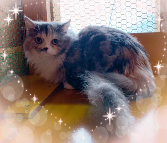 ミヌエット(旧ナポレオン)短足