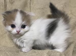 ミヌエット(旧ナポレオン)❤️わんにゃんフェア価格23万円‼️❤️