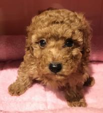 トイプードルタイニープードル⭐️❤️わんにゃんフェア価格190,000円‼️❤️