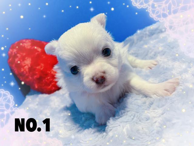 チワワ（スムースコート）