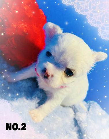 チワワ（ロングコート）