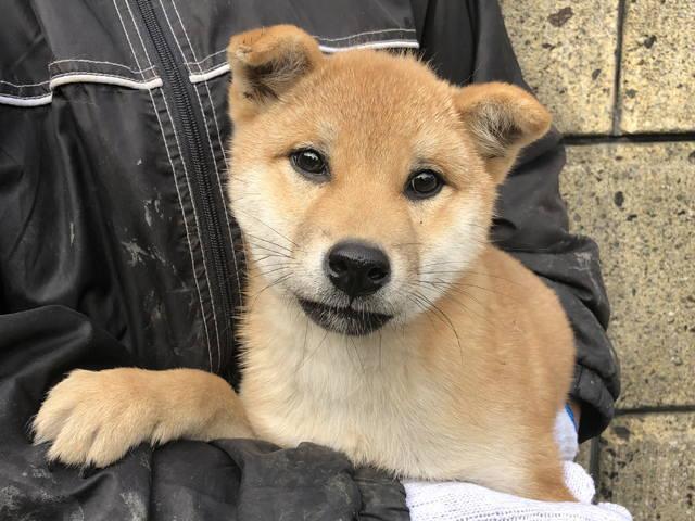 柴犬