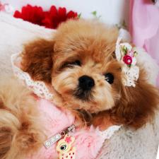 プードルハウス🐩lovely-one