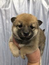 柴犬