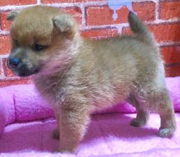 ⭐️豆柴⭐️極小です⭐️わんにゃんフェア価格59万円‼️