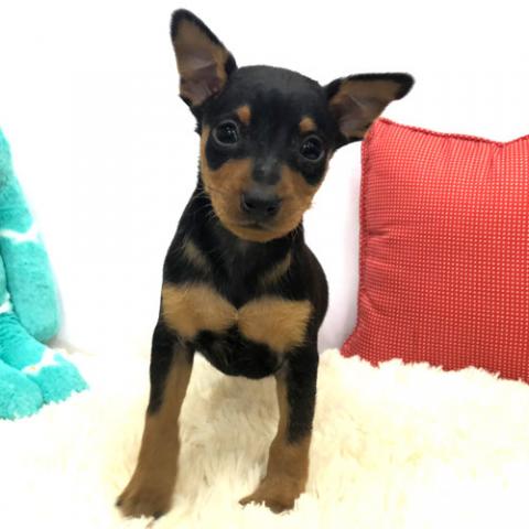 ミニチュアピンシャー