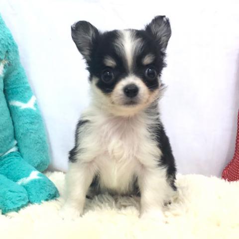 チワワ（ロングコート）