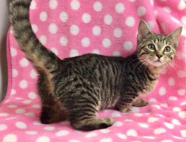 マンチカンジェネッタ