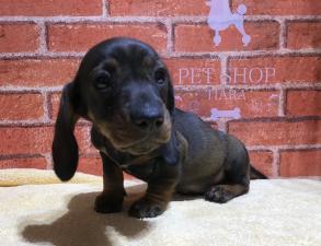 スタンダードダックスフンド⭐️父犬チャンピオン犬⭐️❤️わんにゃんフェア価格18万円❤️