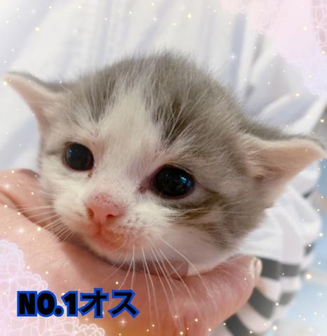 マンチカン短足