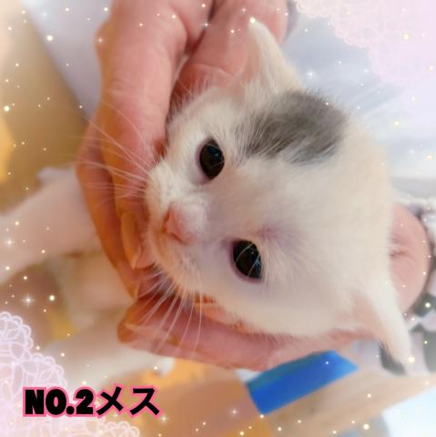 マンチカン短足