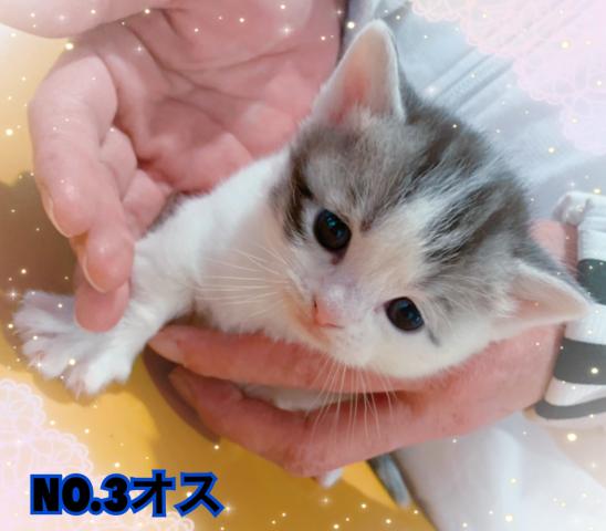 マンチカン短足