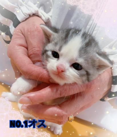 スコティッシュフォールド耳立ち