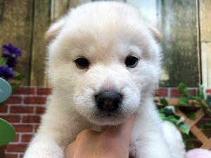 柴犬