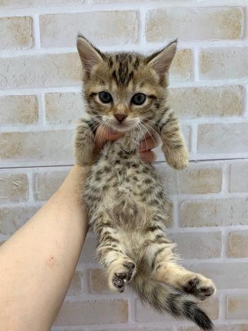 ヒョウ柄短足の新しい種類ジェネッタの男の子 ペットステーション Aipaw アイパウ