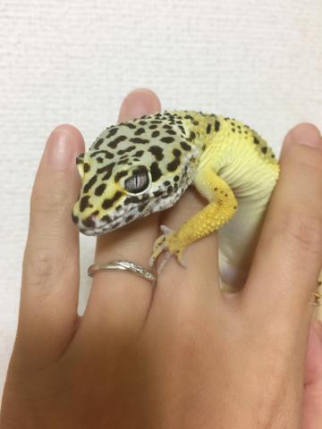 ヒョウモントカゲモドキ レモンフロスト