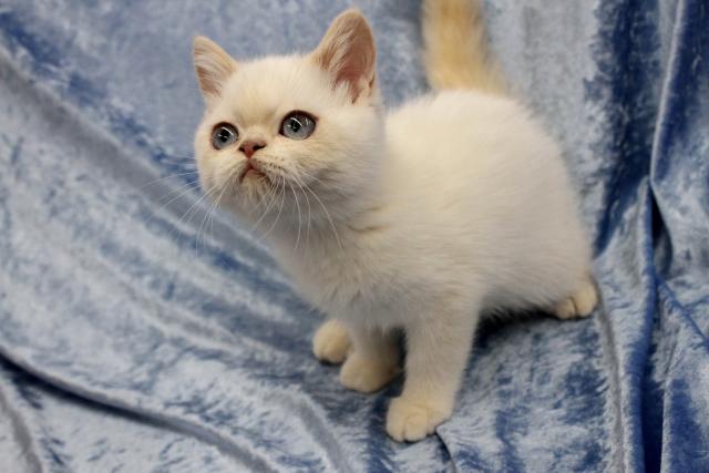 エキゾチックショートヘアー