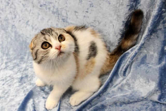 スコティッシュフォールド