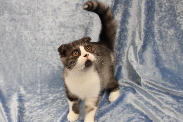 スコティッシュフォールド