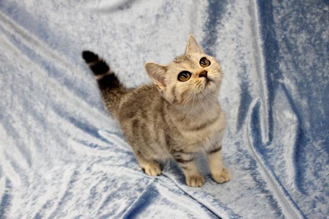 スコティッシュフォールド