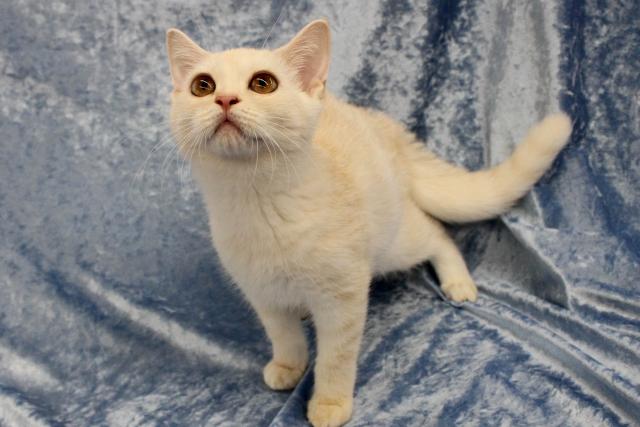 スコティッシュフォールド