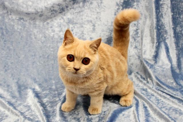 ブリティッシュショートヘア