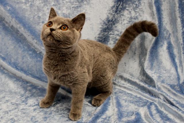 ブリティッシュショートヘア