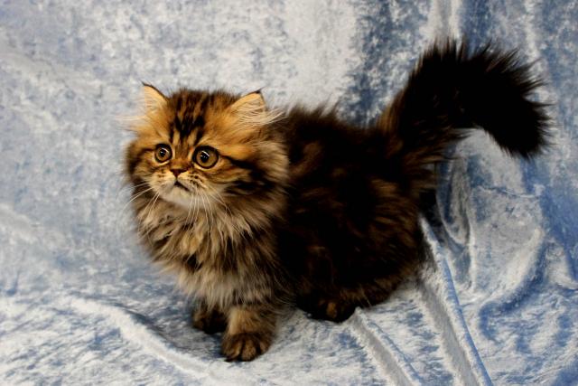 ペルシャ・ヒマラヤン