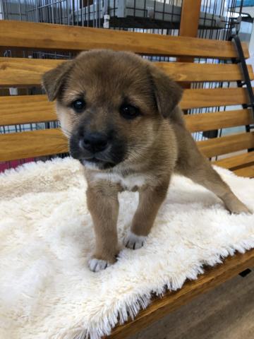 柴犬