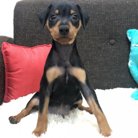 ミニチュアピンシャー