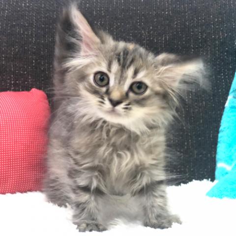 スコティッシュフォールド