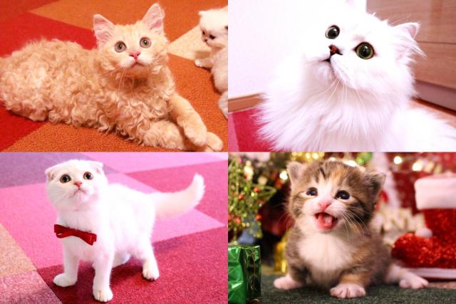 子犬や子猫たちのペット販売情報が満載「ペットステーション」