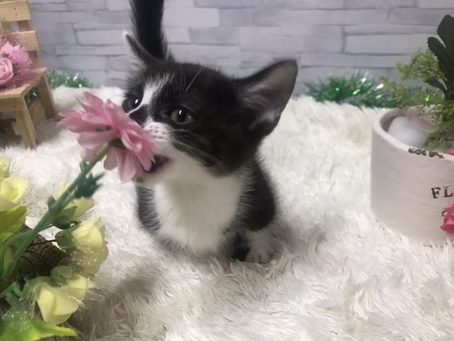 マンチカン
