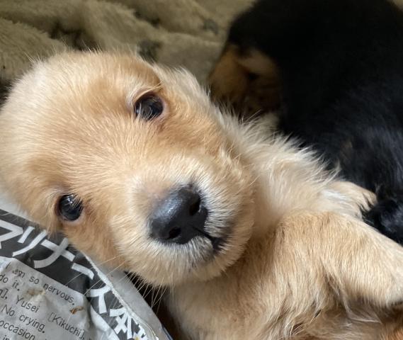 ミニチュアダックスフンド