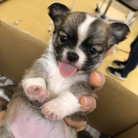 チワワ(ロングコート)