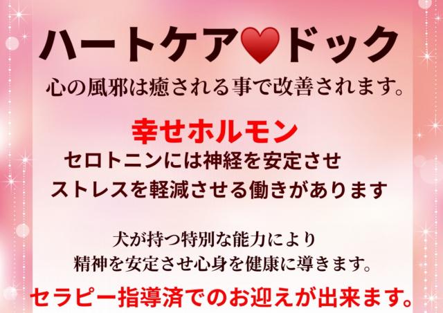 《ハートケアドック》不登校の改善や認知症予防、ペットロスなど心のケアをするわんちゃん画像2